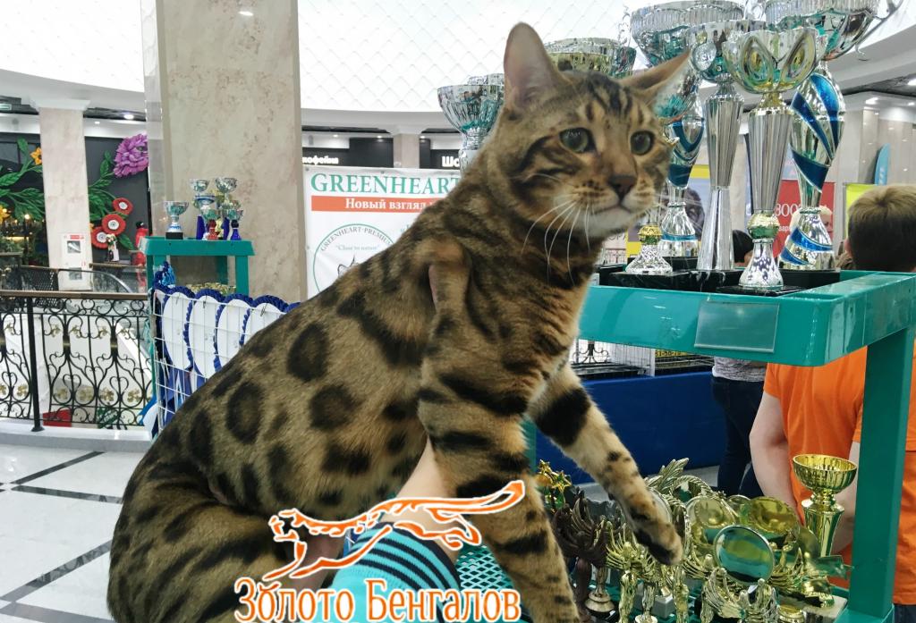 ����������� �����