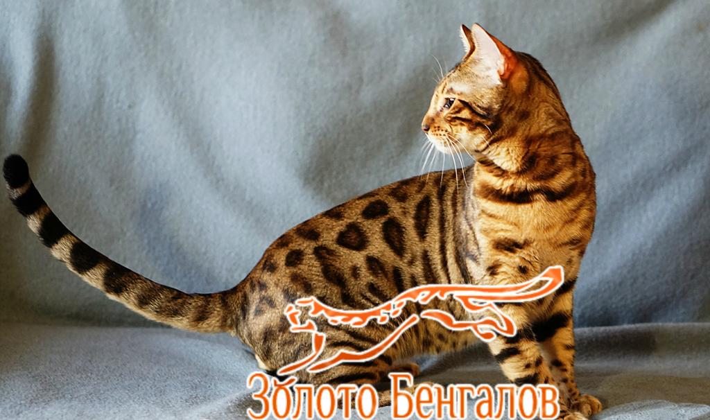 ����������� �����