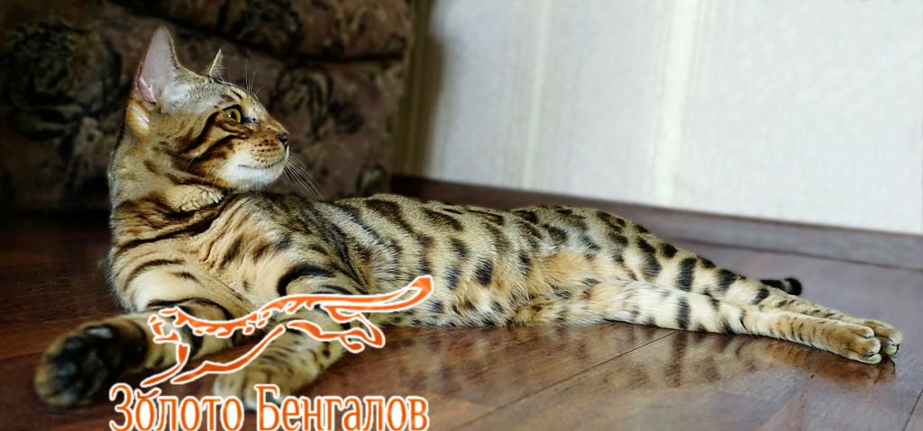 ����������� �����