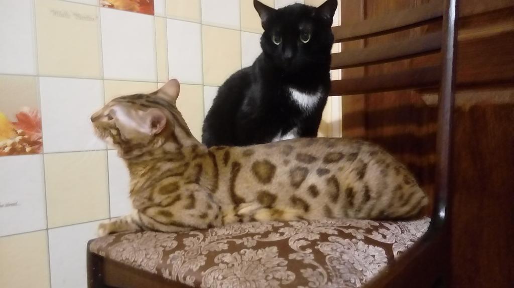 ����������� �����