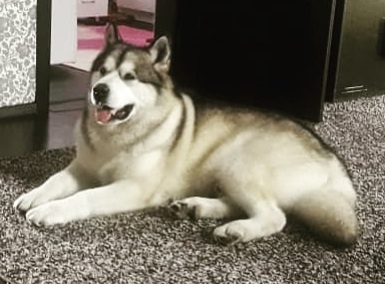 ����������� �������. ��������