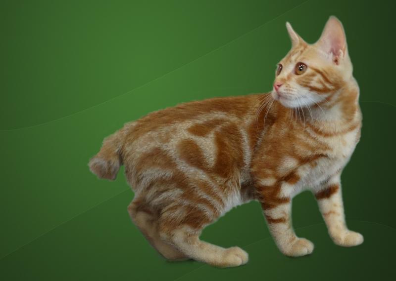 ���������� �������