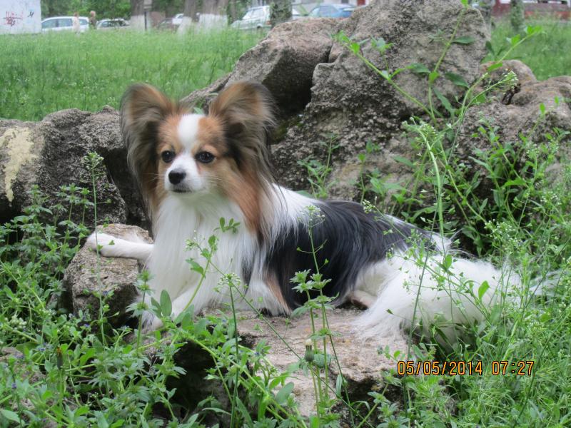 ��������. ���������� �����