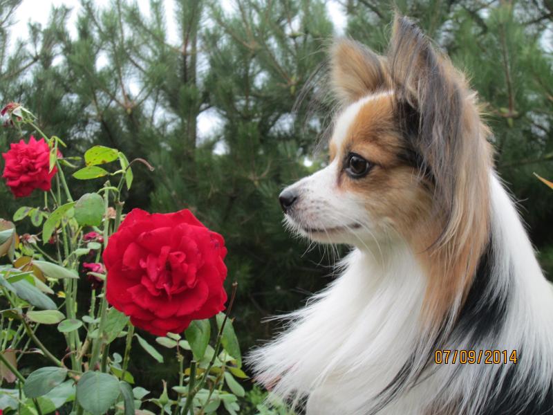 ��������. ���������� �����