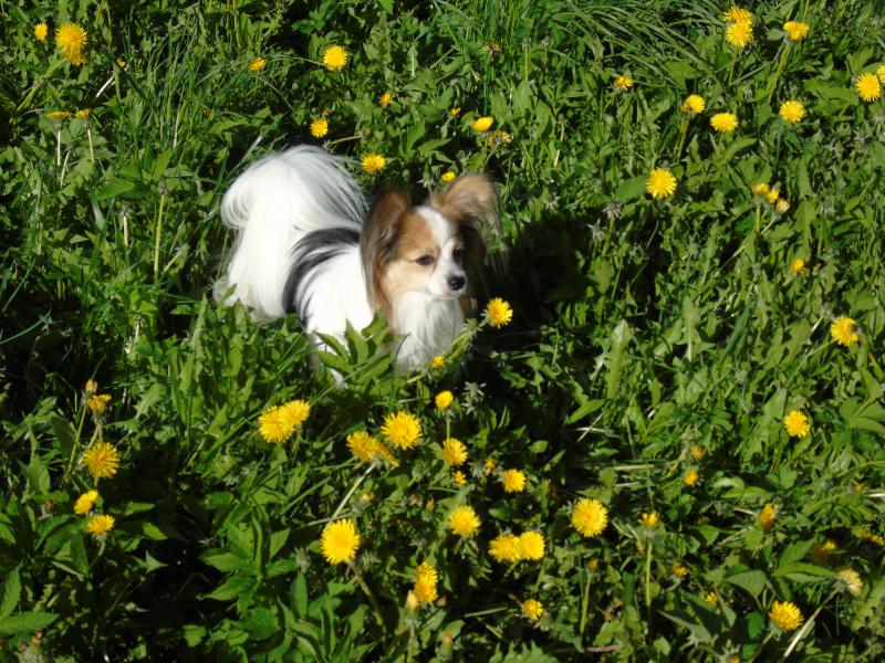 ��������. ���������� �����