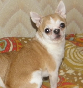 ��������. ���������� �����