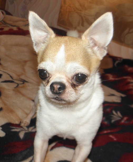 ��������. ���������� �����