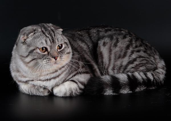 ����������� �������������� ��������� (������� - ����). ���������� �����