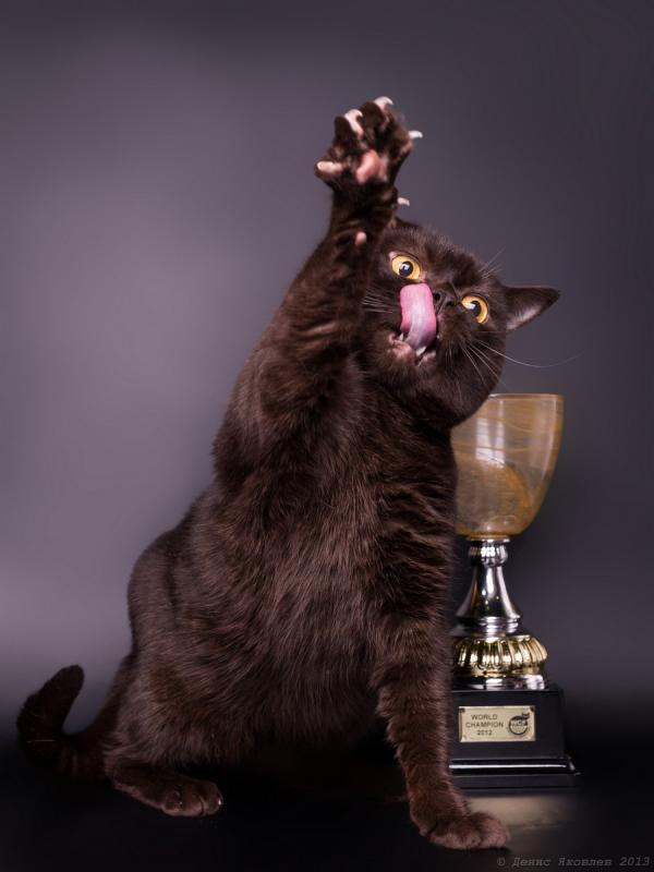 ���������� ���������������