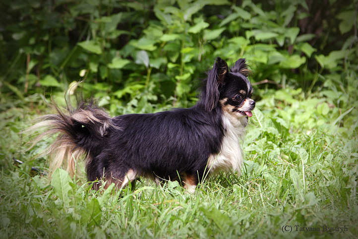 ��������. ���������� �����