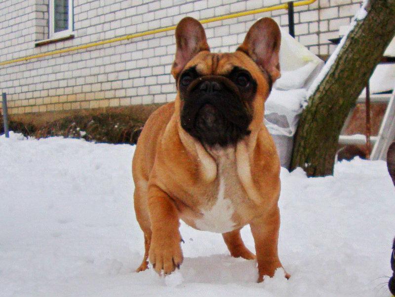 ����������� �������