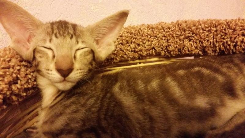 ������������ (��������� ���������������)