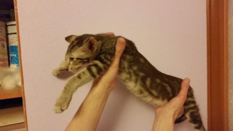 ������������ (��������� ���������������). ���������� �����