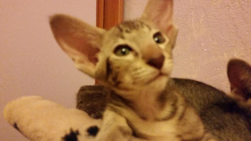 ������������ (��������� ���������������). ���������� �����