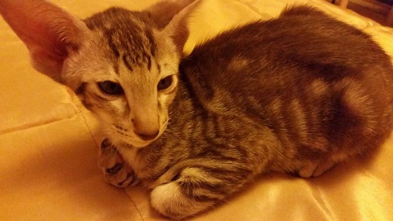 ������������ (��������� ���������������). ���������� �����