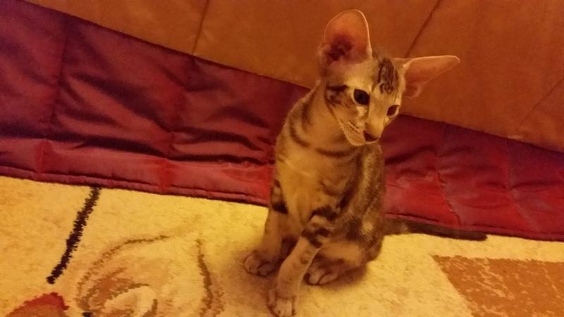 ������������ (��������� ���������������). ���������� �����