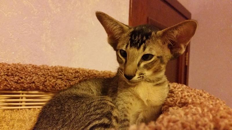 ������������ (��������� ���������������). ���������� �����