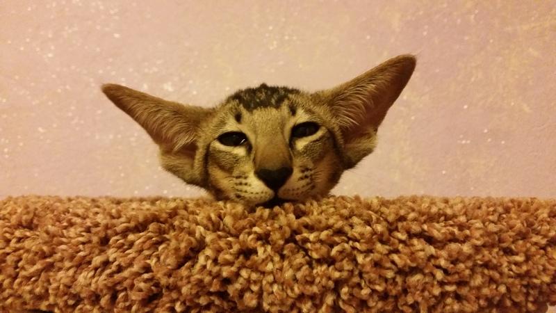 ������������ (��������� ���������������). ���������� �����