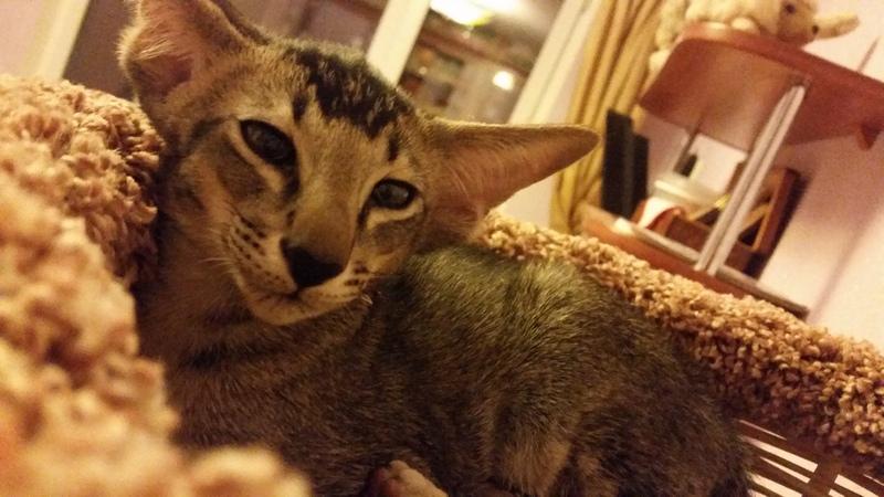 ������������ (��������� ���������������). ���������� �����