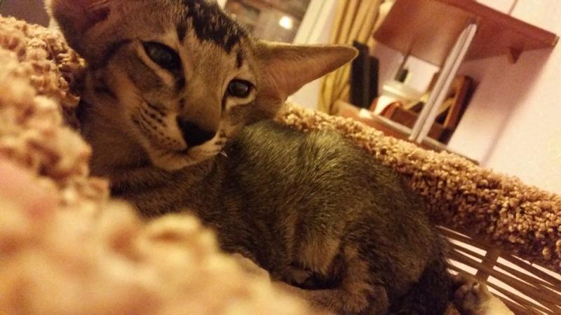 ������������ (��������� ���������������). ���������� �����