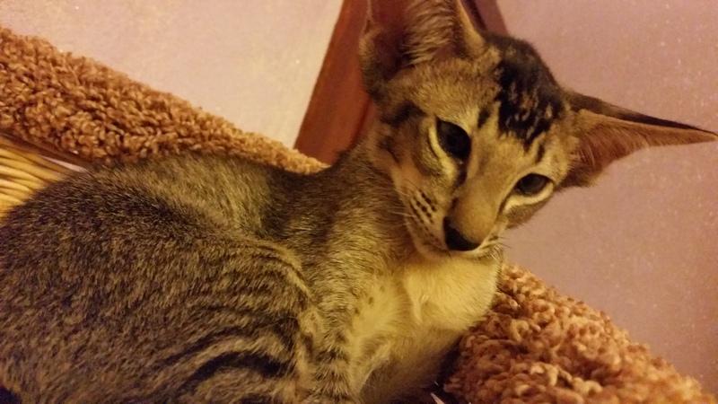 ������������ (��������� ���������������). ���������� �����