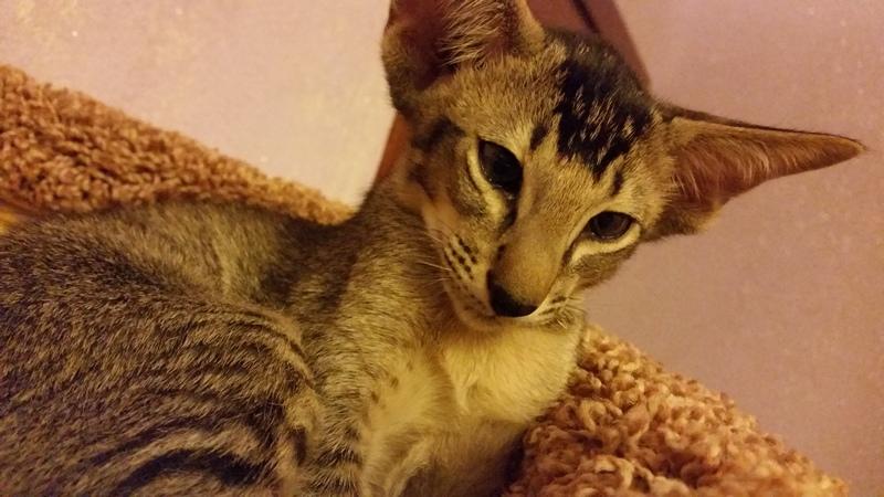 ������������ (��������� ���������������). ���������� �����