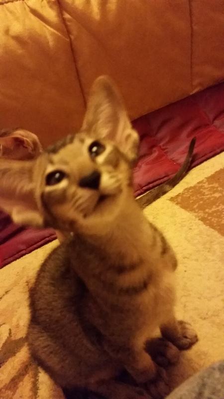 ������������ (��������� ���������������). ���������� �����