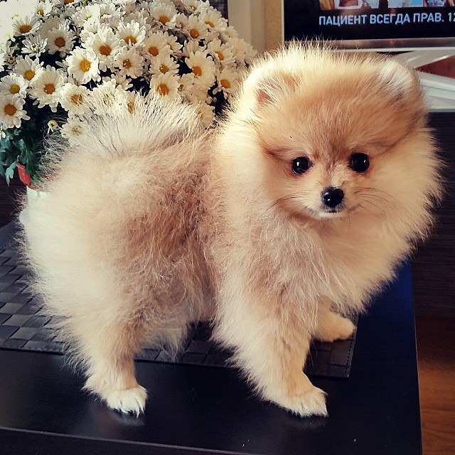 ����������� ����. ���������� �����