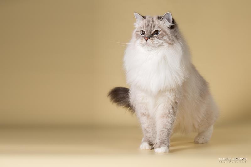 ������� �����������. ���������� �����