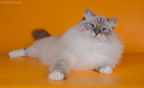 ������� �����������. ���������� �����