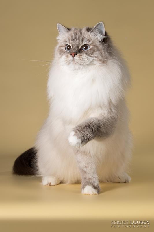 ������� �����������. ���������� �����