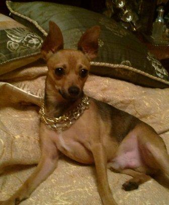 ������� ���-������. ���������� �����