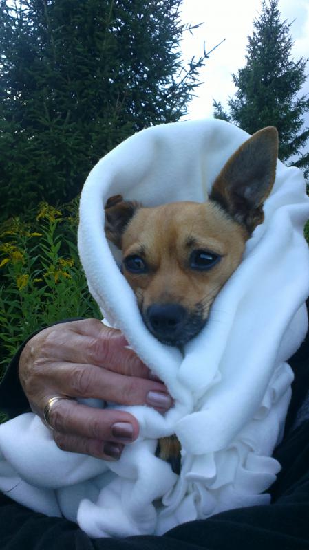 ������� ���-������. ���������� �����