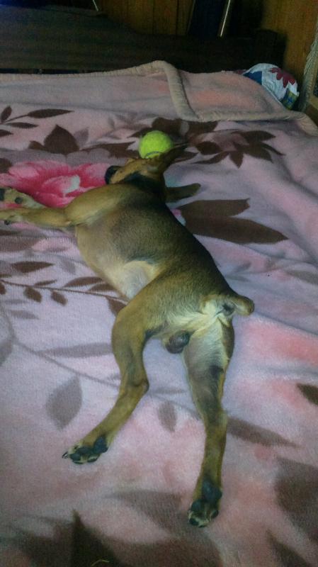 ������� ���-������. ���������� �����