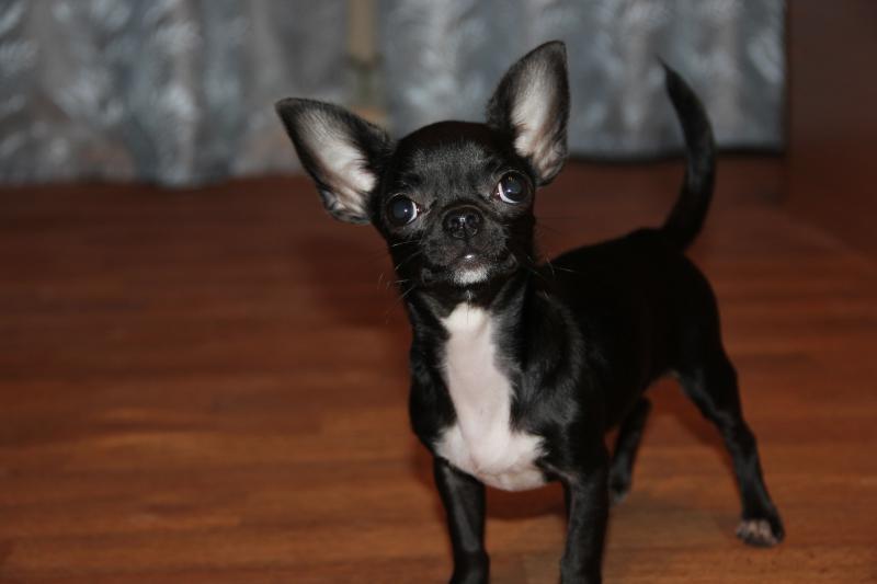 ��������. ���������� �����