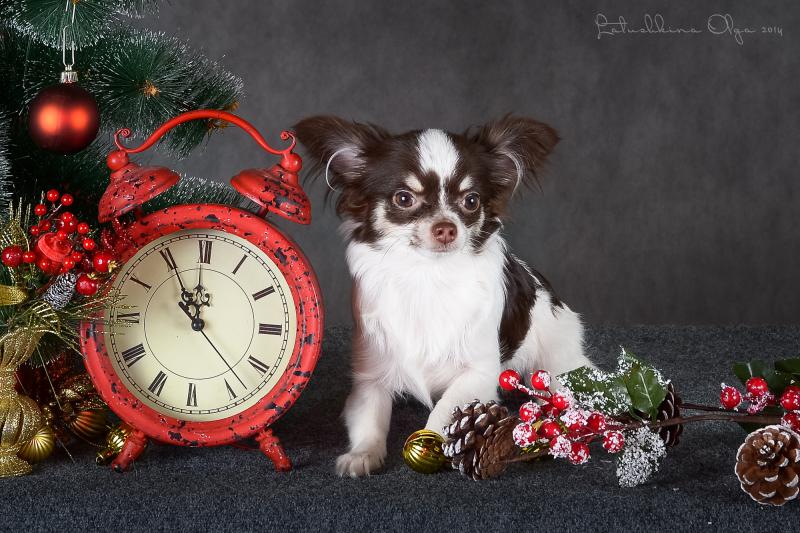 ��������. ���������� �����