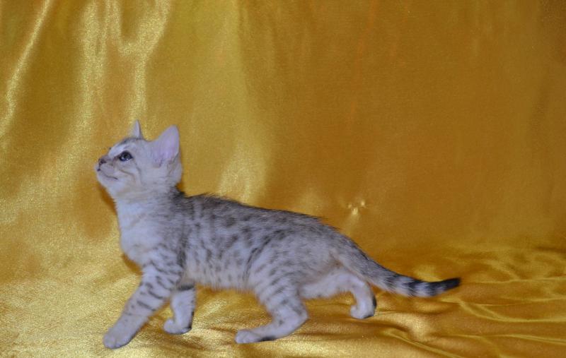 ����������� �����. ���������� �����