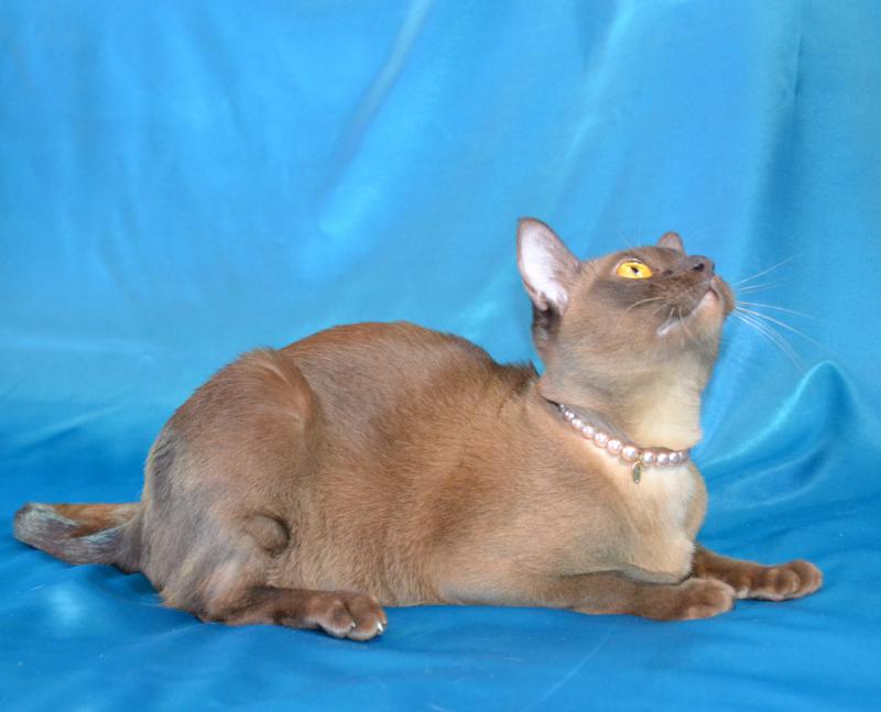 �����. ���������� �����