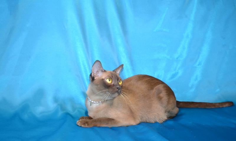 �����. ���������� �����