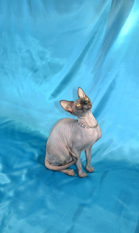 ������ (��������� ������). ���������� �����