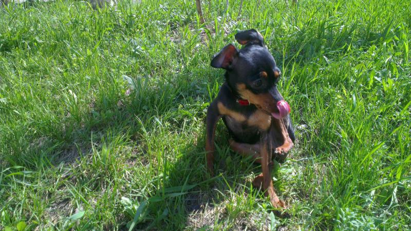 ������� ���-������. ���������� �����