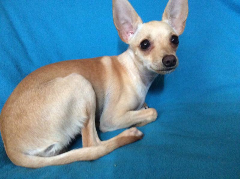 ������� ���-������. ���������� �����