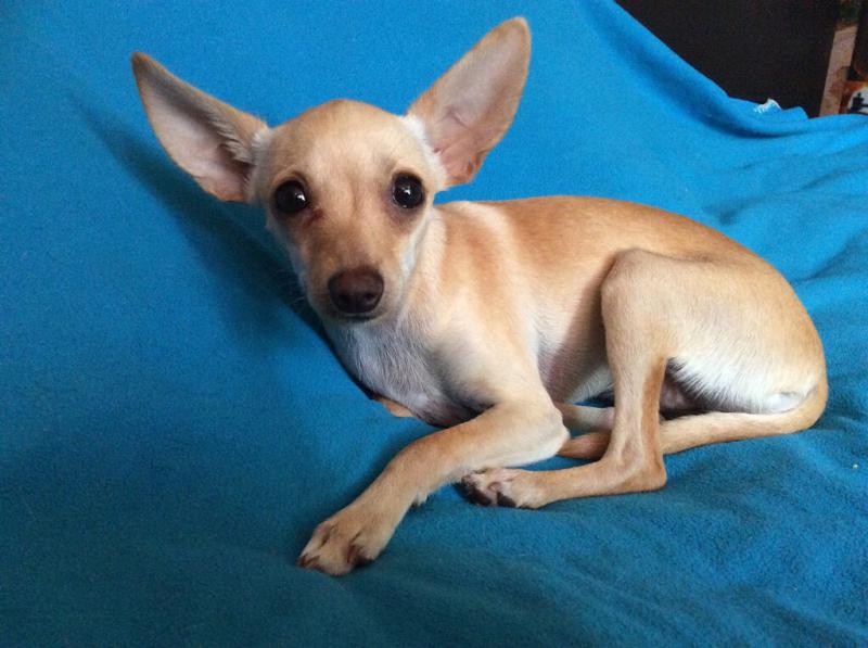 ������� ���-������. ���������� �����