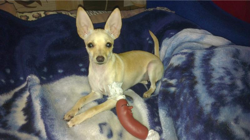 ������� ���-������. ���������� �����