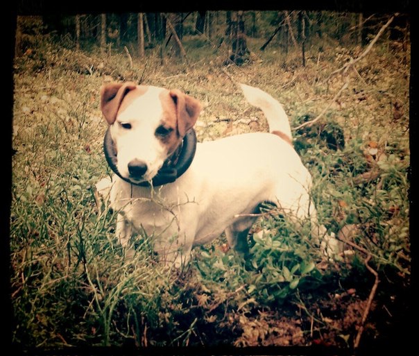 ������ ������ ������. ���������� �����