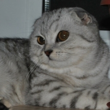 ����������� ��������������� ��������� (�������-������)