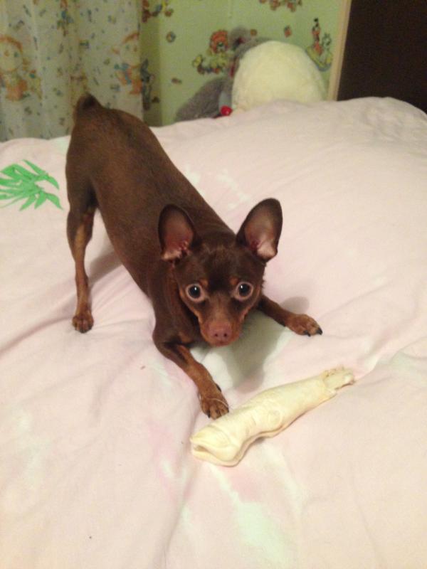 ���������� ���-������. ���������� �����