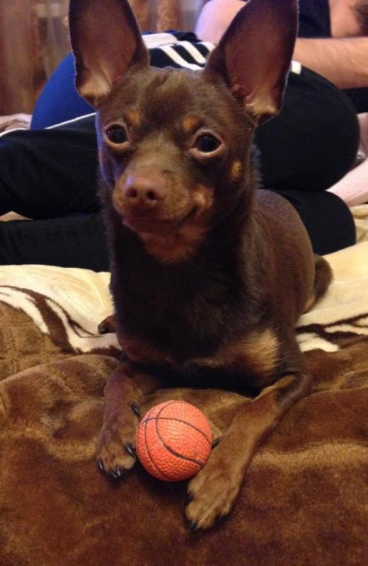 ���������� ���-������. ���������� �����