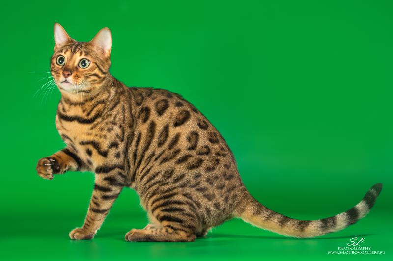 ����������� �����. ���������� �����