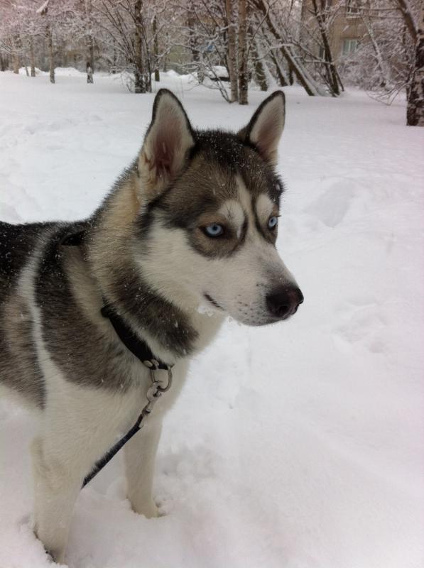 ��������� �����. ���������� �����